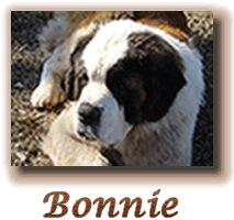 Bonnie link